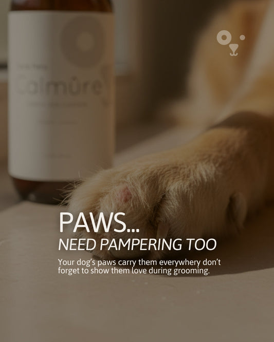 PAWS... Need Pampering