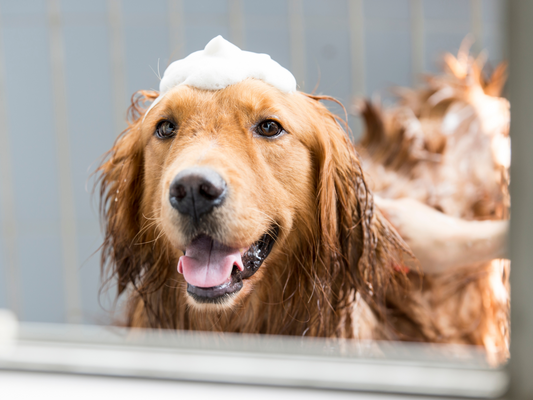 The Secret to a Silky, Shiny Coat - How Natural Ingredients Elevate Your Pet’s Grooming Routine