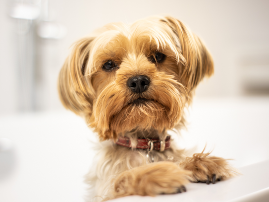 Why Your Pet Deserves a Spa Day Too – The Benefits of Luxury Grooming at Home