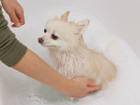 Eco-Friendly Pet Care Done Right – How Sustainable Ingredients Make a Difference